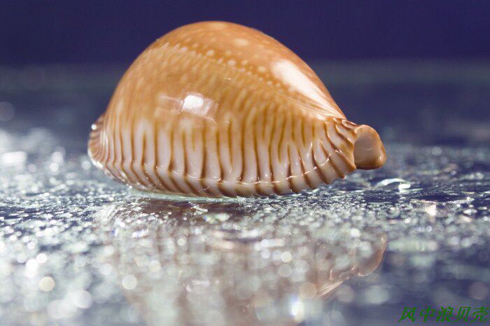 注册 登录         金星宝螺,黑白和宝螺,金星