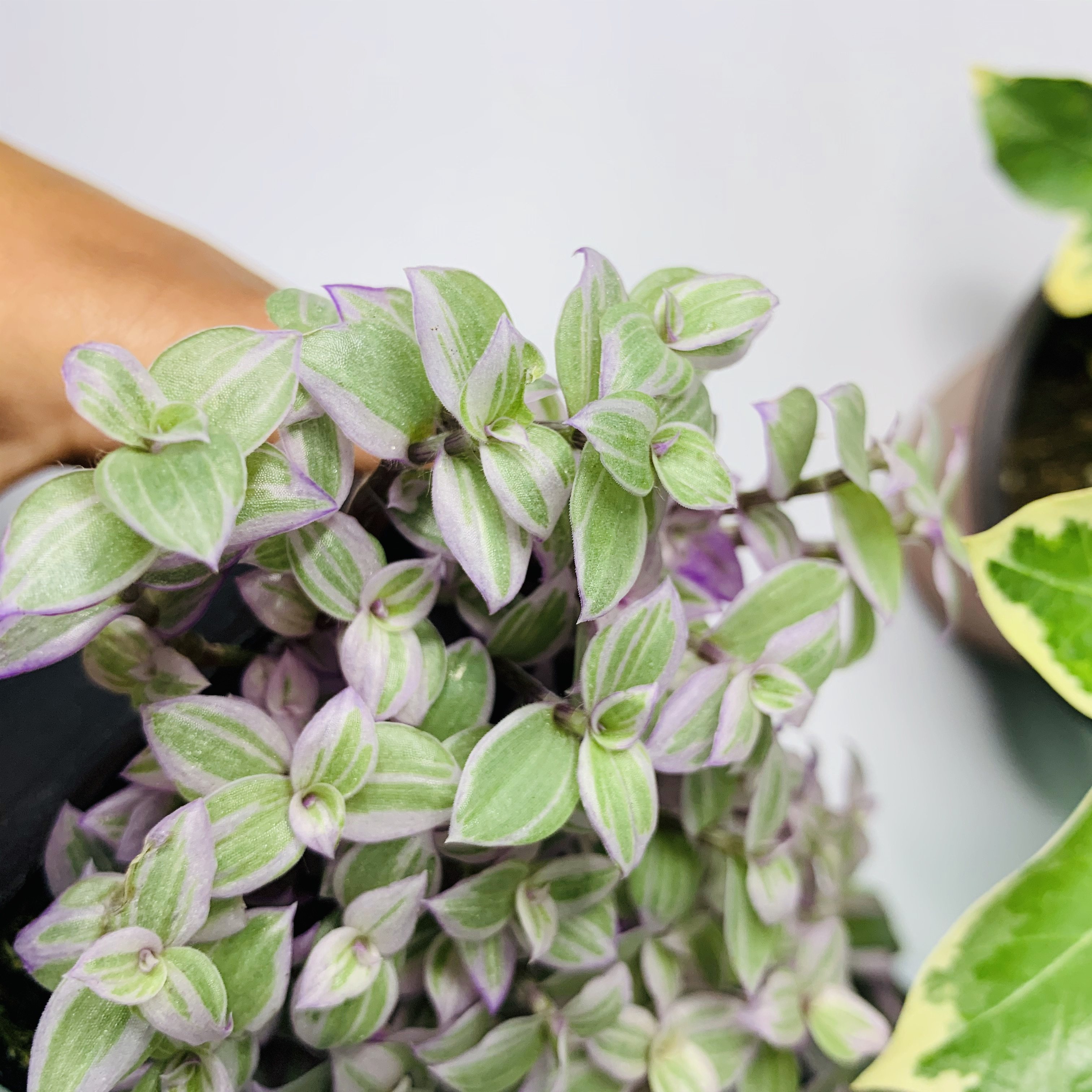 婚礼油画婚礼吊兰锦盆栽胭脂云吊兰绿植室内好养活多年生垂藤植物