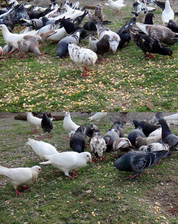 农家散养鸽子乳鸽纯杂粮喂养新鲜鸽子三只包邮_不打折现价68.00元