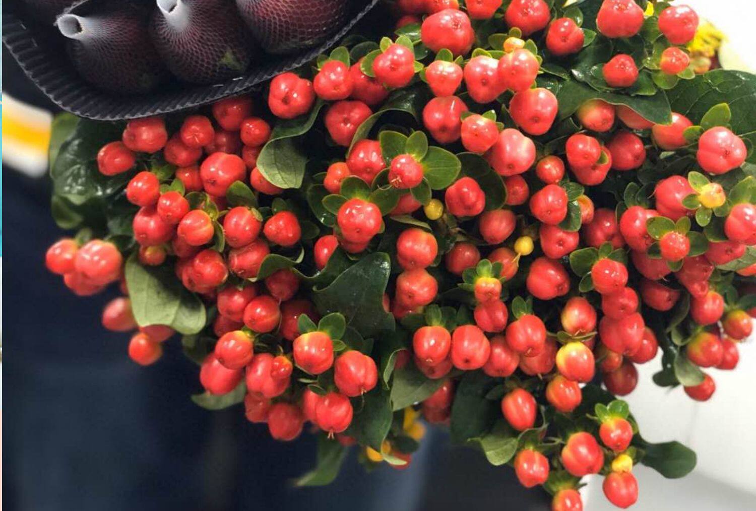 红豆火龙珠鲜花 相思豆云南昆明基地直批家庭插花婚庆 满两束空运