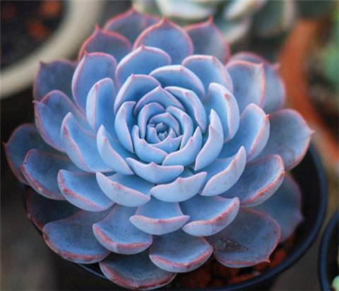 8种蓝色多肉,高冷小清新让你爱不释手!