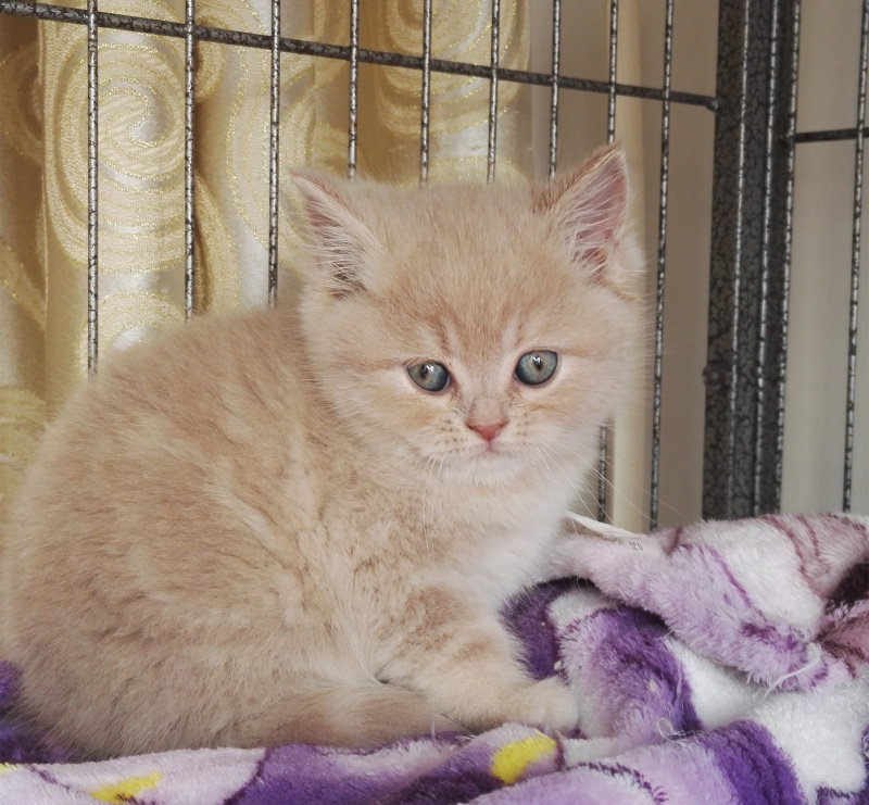 美国短毛猫 稀有乳色美短宝宝 上门选购 自家繁殖 健康活泼 全价