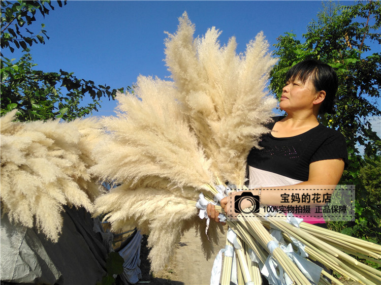 ins白色芦苇干花花束大芦苇蒲苇干花装饰风干客厅落地家居摆设