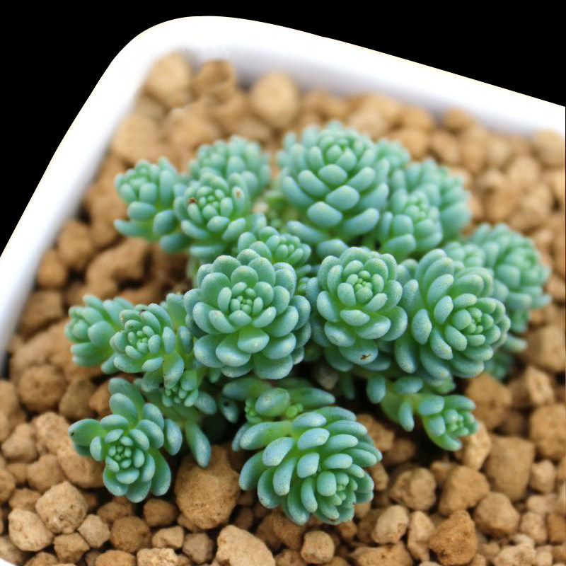 肉色花香 姬星美人 多肉植物 绿植盆栽家具必备 防辐射 满额包邮