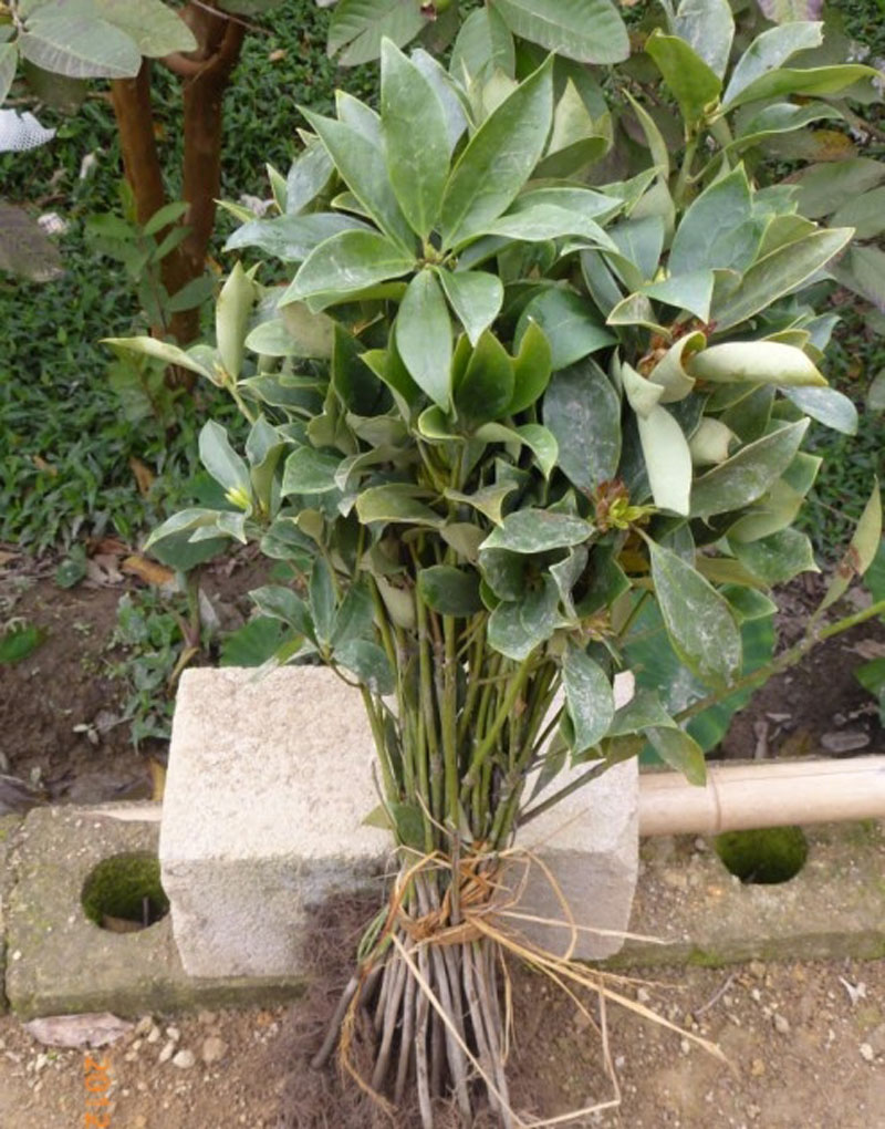 八角树苗八角苗八角又称茴香八角茴香大料和大茴香量大优惠1