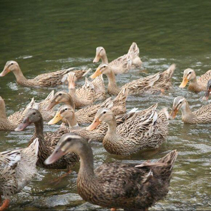4款祛湿暖身汤,对抗倒春寒!