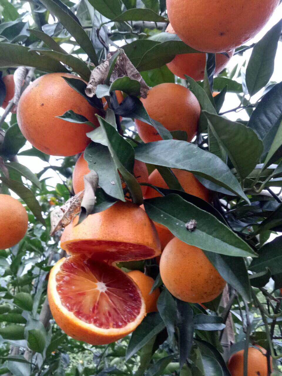 重庆长寿湖特产血脐橙-一碗果子冰