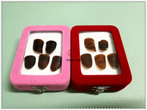 Hand-polished tortoise colored groove nails advanced pipa nails playing pipa Nails nail test pipa nails