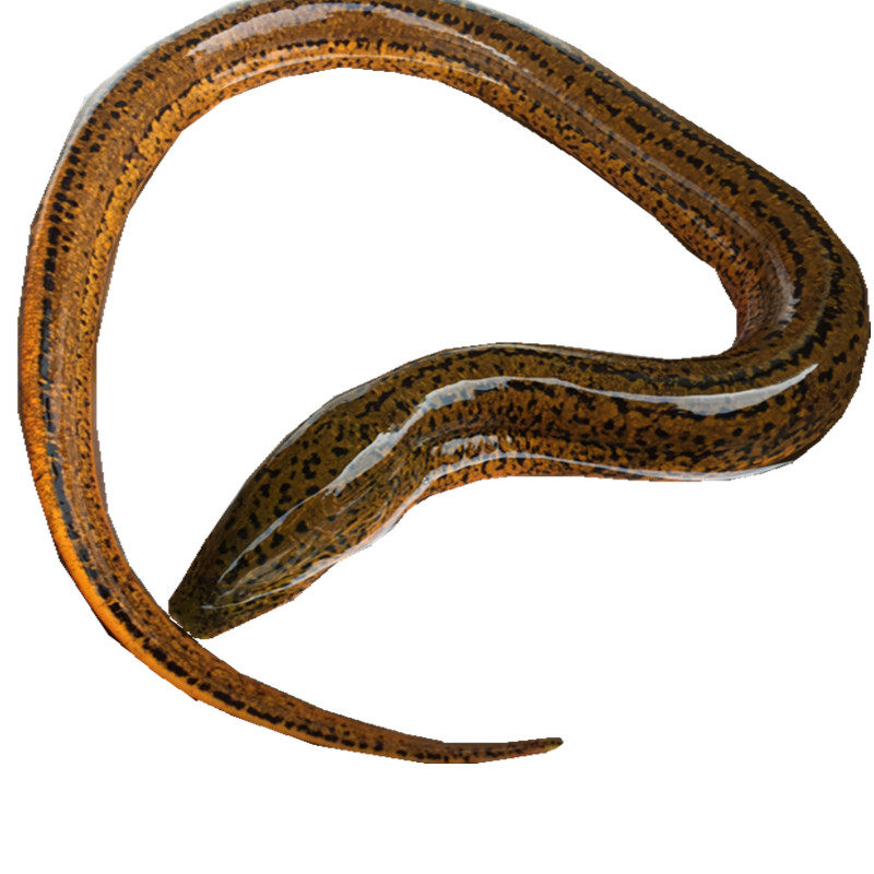 ▼食材推荐  去购买 ▲【洪泽湖野生鲜活黄鳝】野生黄鳝,地笼捕捉