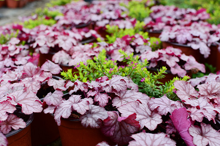 矾根植物耐寒室内花卉阳台别墅庭院大苗彩色观叶花境绿植网红盆栽