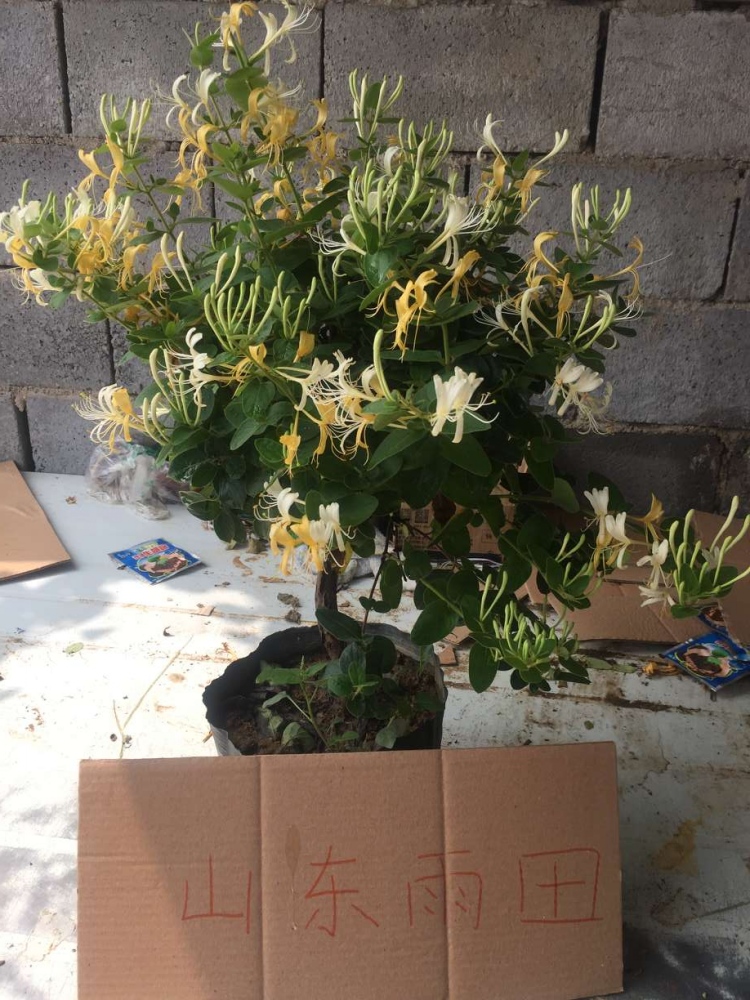金银花盆栽 树苗四季爬藤红色野生室内阳台种植驱蚊可食用包成活