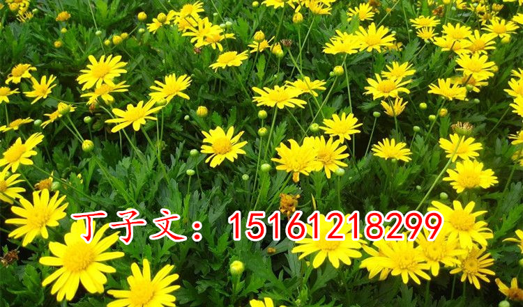 茼蒿菊种子木茼蒿多年生宿根花卉种子木春菊种子景观花海易播种