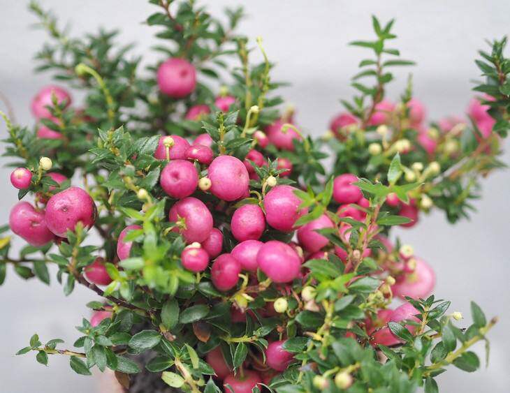 新晋网红观果植物新宠丽果木如何养护