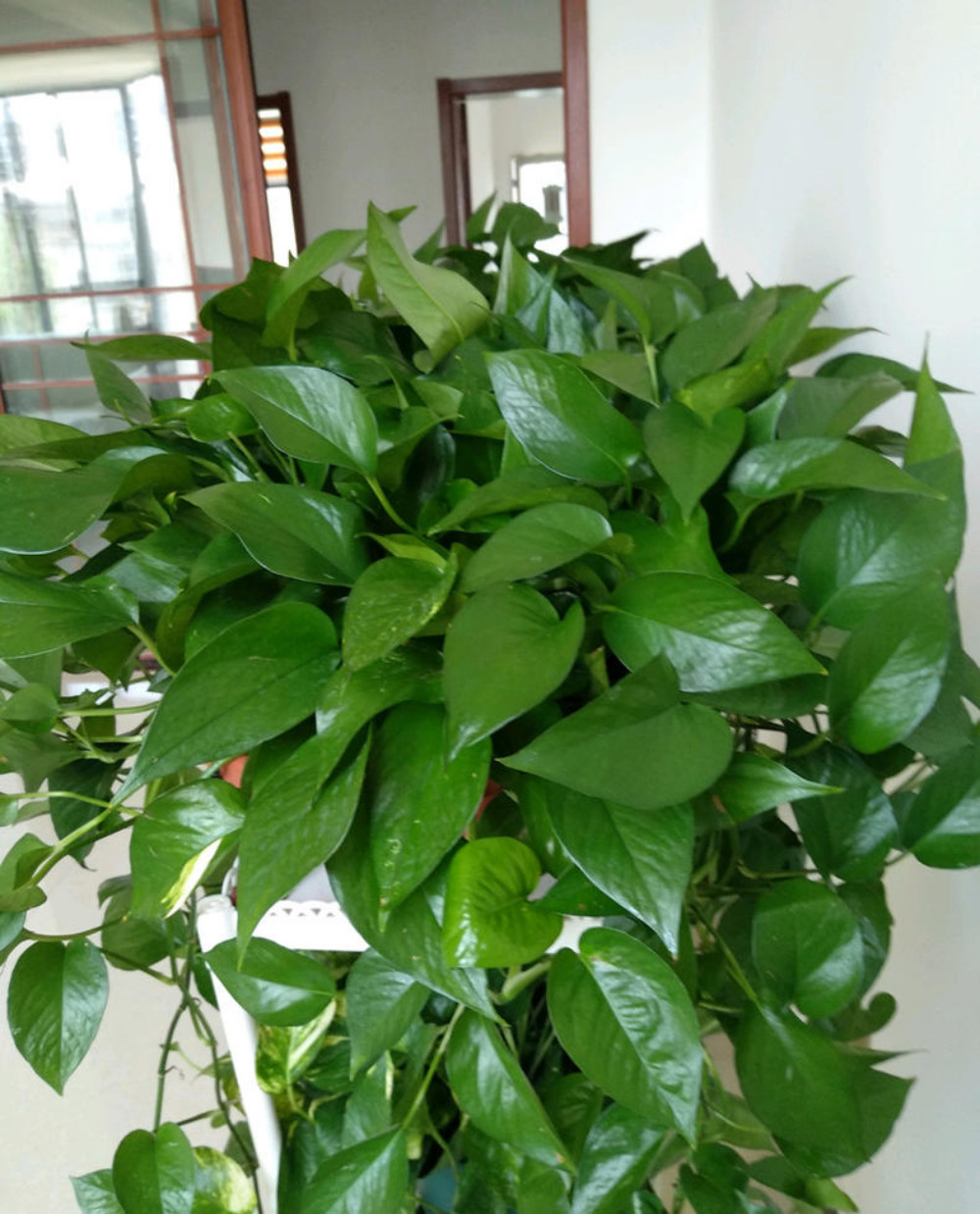 cn),绿萝黄叶不断,新叶黄小?赶快对症下手!26