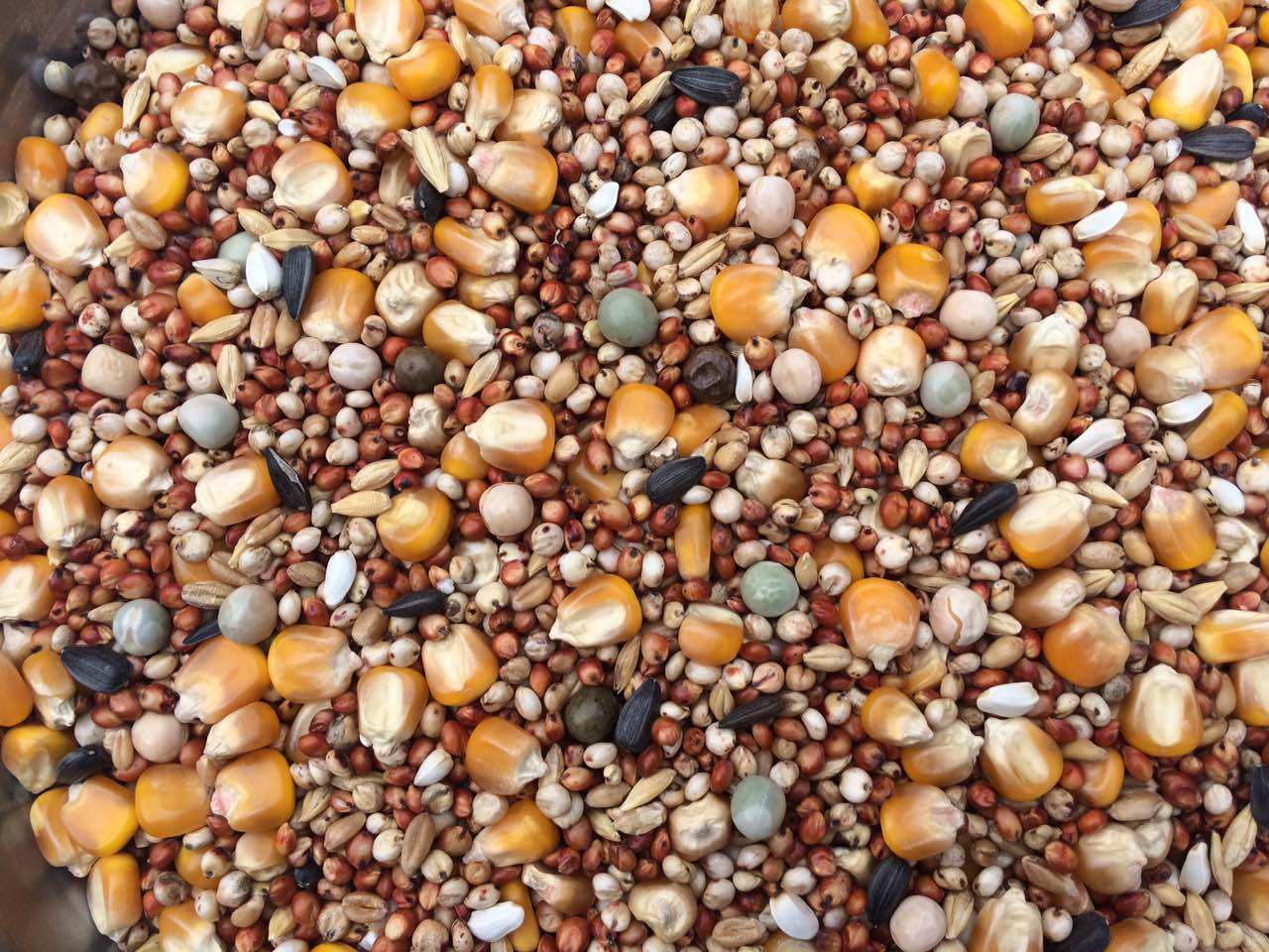 特价日常1号带玉米饲料鸟食信鸽赛鸽观赏鸽肉鸽粮包邮每袋50斤装