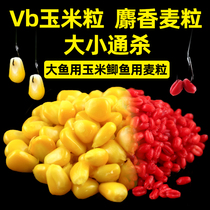 Western wind bait VB wheat grain corn grain convenient bait Crucian carp carp comprehensive bait