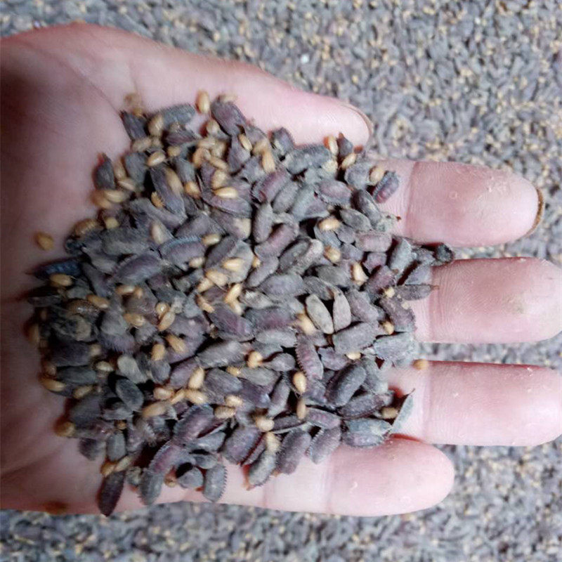 土元卵块卵鞘土鳖虫地鳖虫种子中华土元养殖活体土元1000g包邮
