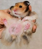 (Snow North Xiangnan) Tiger pattern primitive tiger pattern tortoiseshell golden silk bear family rare fur color relatives