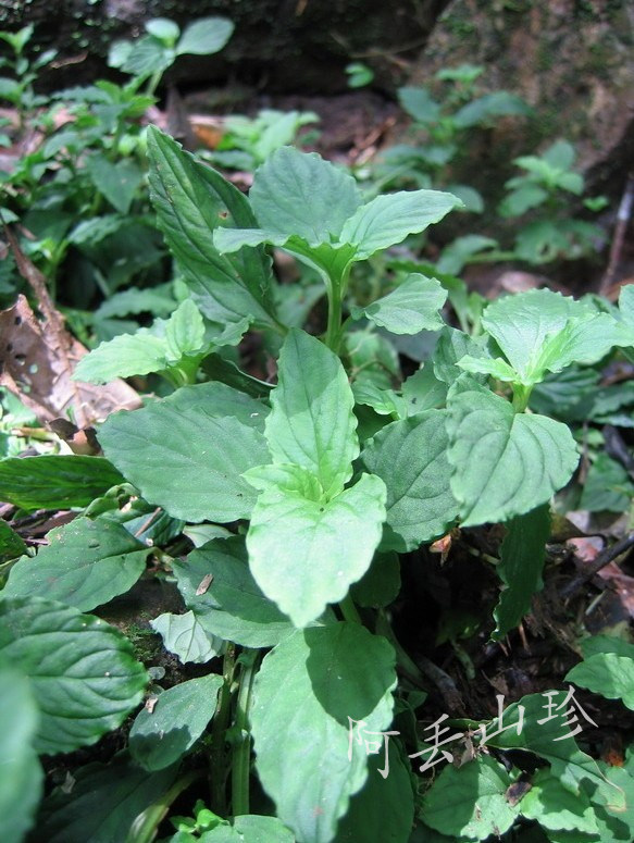 广西金秀 纯野生灵香草 防腐 保色 防虫 驱虫之王 烟熏烘烤 250g