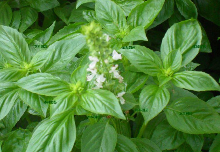 寿光药食蔬菜大叶罗勒种子籽驱蚊草驱虫九层塔盆栽春秋包邮