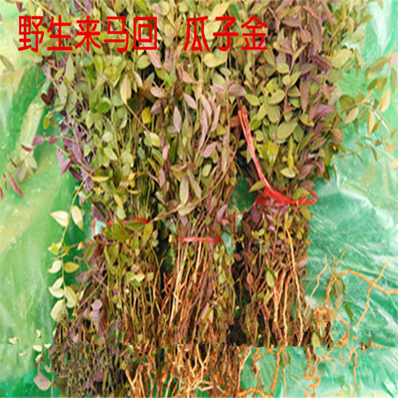 伏牛山深山野生 瓜子金来马回 中药材野生来马回草药 干品勒马回