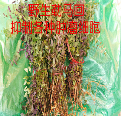 包邮新鲜勒马回来马回瓜子金(赖马红来马回)100克包邮