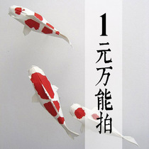 1 yuan universal shot postage payment to make up the difference Shunfeng freight please dont shoot thank you