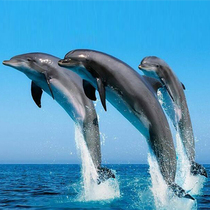 Special model payments