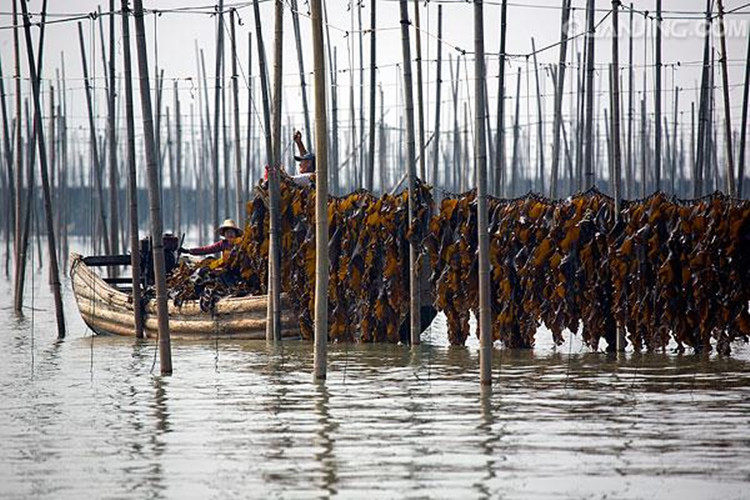 天天特价 2019霞浦干海海带干货海带丝头海鲜昆布厚年货2斤包邮