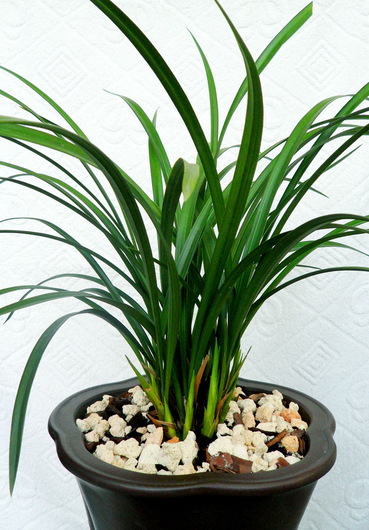 兰花盆栽企黑墨兰报岁兰室内花卉客厅阳台兰花苗宽叶兰花四季常青