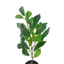 Emulated plant green bar leaf oak leaf oak leaf oak Xia oak leaf Tung leaf evergreen Levine leaf manufacturer direct marketing