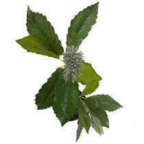 Simulation Plant Fake Oak Tree Oak Leaf Single Branch Serrated Forta Leaf Green Bar Leaf Shooting Background Decoration Direct