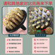 Niu Daddy 's Horn Comb Massage Comb Scalp 가정 남성 및 여성 샴푸 브러시 자연 정통 헤드 자오선 콤 플래그십 스토어 Niu Daddy 's Horn Comb Massage Comb Scalp 가정 남성 및 여성 샴푸 브러시 자연 정통 헤드 자오선 콤 플래그십 스토어