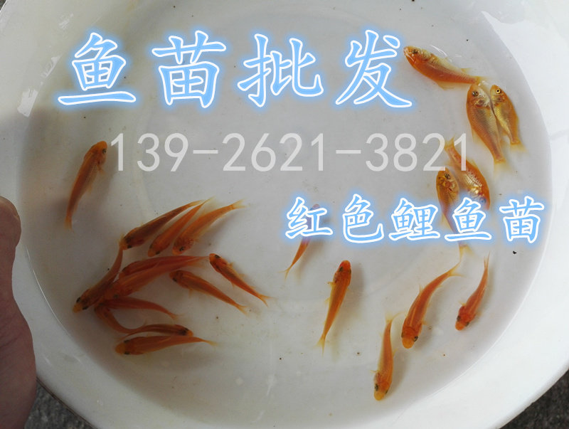 红色鲤鱼苗 活体淡水鱼苗 兴国红鲤鱼苗包邮免邮