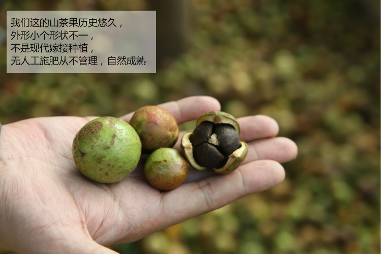 8年/陈年茶籽油肤护自榨野生土茶油 婴儿湿症红屁屁 孕妇妊娠包邮
