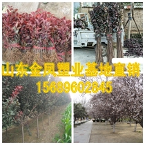 Red leaf plum purple leaf plum tree seedling greening seedling red leaf plum purple leaf plum seedling project courtyard villa greening seedling