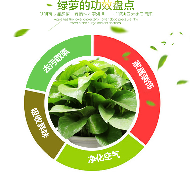 绿萝新款盆栽植物新房装修办公室吸甲醛除味净化空气绿航绿吊兰