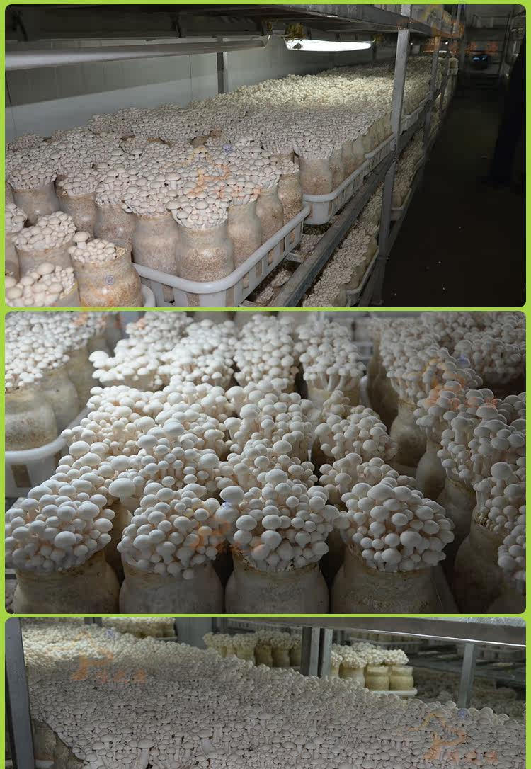 菇菇栽培普通图鉴_滑子菇栽培neo_菇菇栽培图鉴