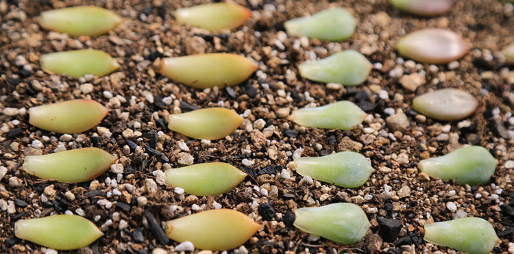 多肉植物叶片 叶插苗叶子清仓包邮进口稀有贵货桃蛋花瓣新手套餐_7折