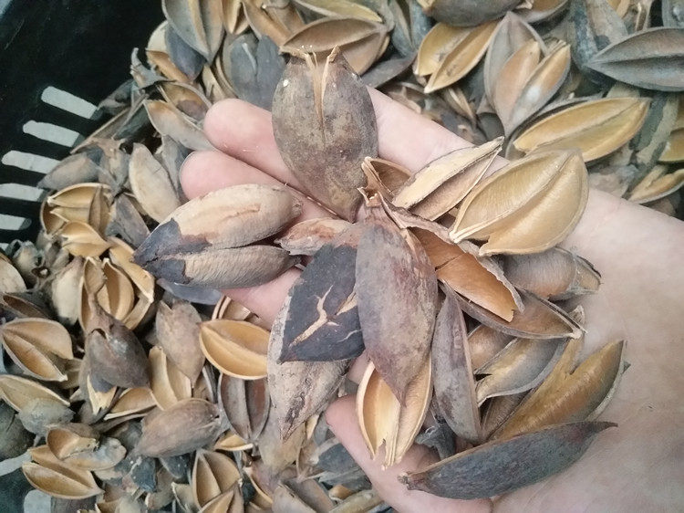 桐树花壳 桐树花蒂 桐树壳 野生天然 农家自摘500克包邮