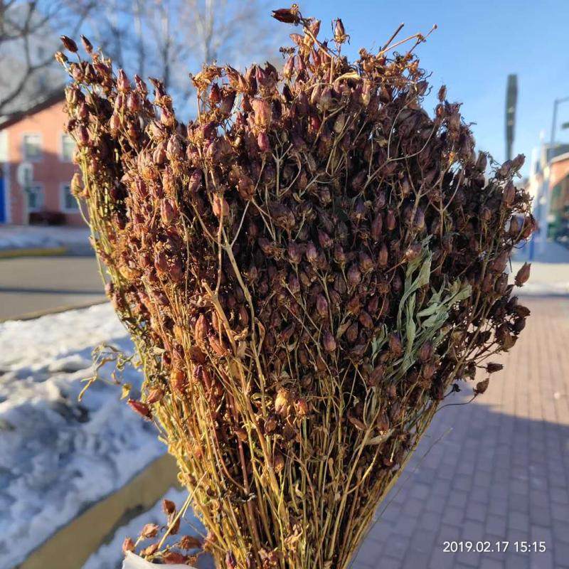 新货东北大兴安岭地区漠河野生稳心草鹿心草农家自采泡茶泡酒250g