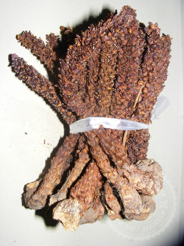 产地散装东北大兴安岭中药不老草山苞米苁蓉列当泡酒料1420cm