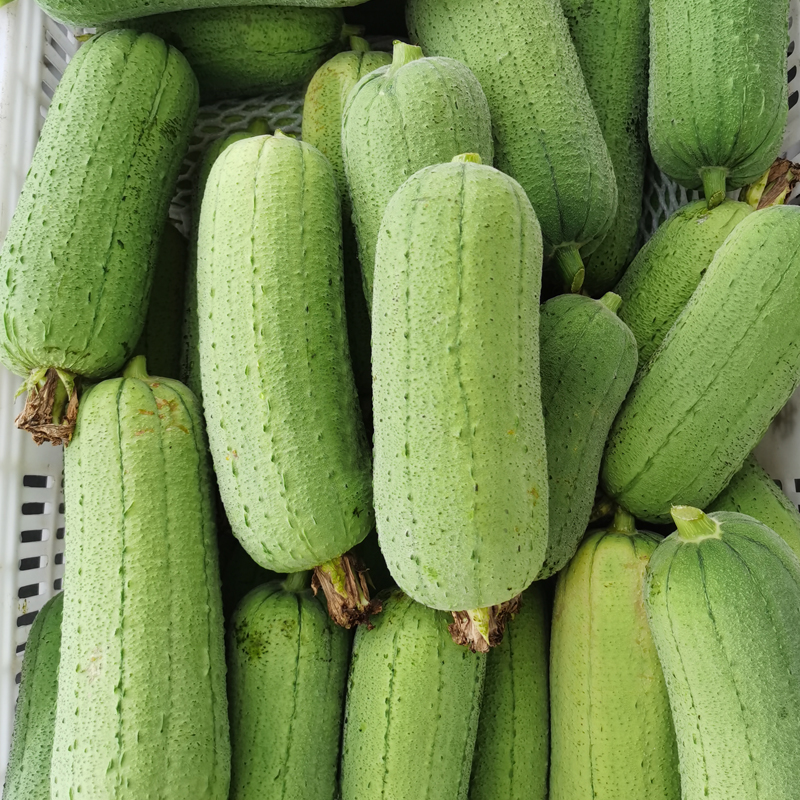 新鲜肉丝瓜 短棒圆丝瓜 香丝瓜福建新鲜蔬菜现摘5斤孕妇下奶水瓜