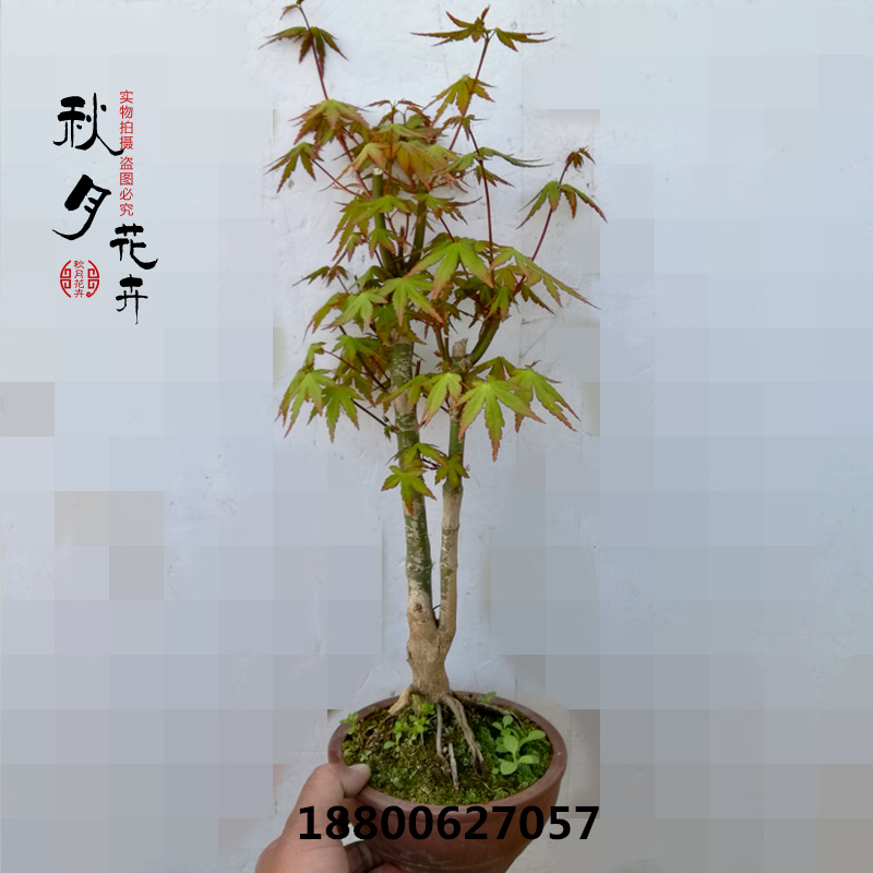 琴姬盆景 枫树盆景 一本双杆狮子头盆景实物 槭树小品盆景 包邮_7折