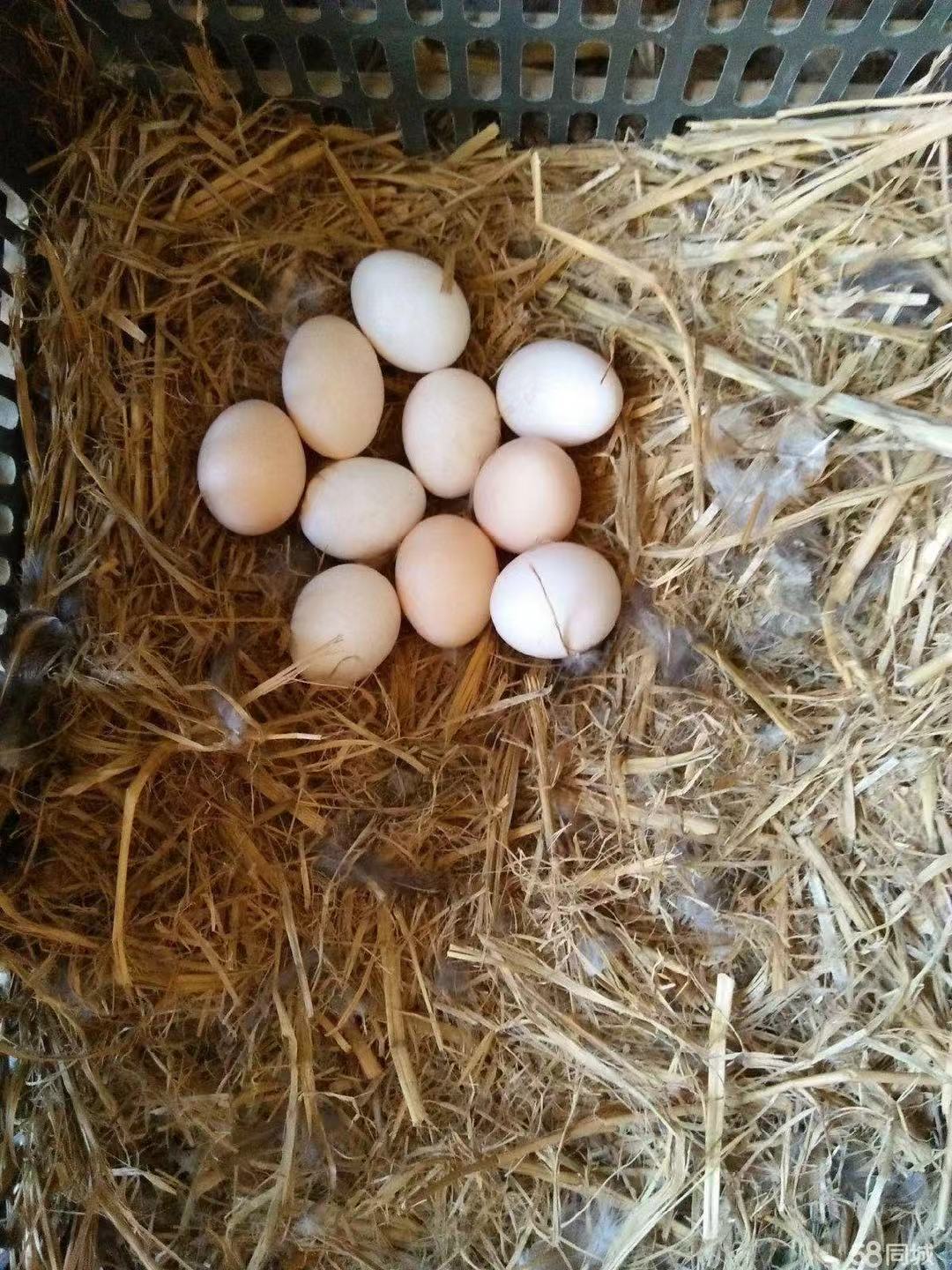 鸡蛋蓟县特产正宗蓟县柴鸡蛋土鸡蛋散养鸡蛋40枚599元包邮