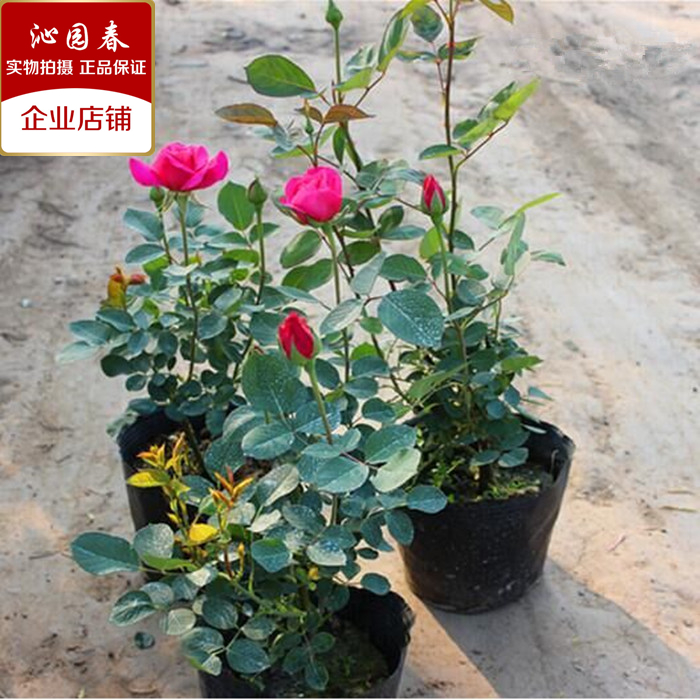 正品月季花苗大花玫瑰月季花苗蔷薇花苗浓香玫瑰包对版带花苞发货_7折