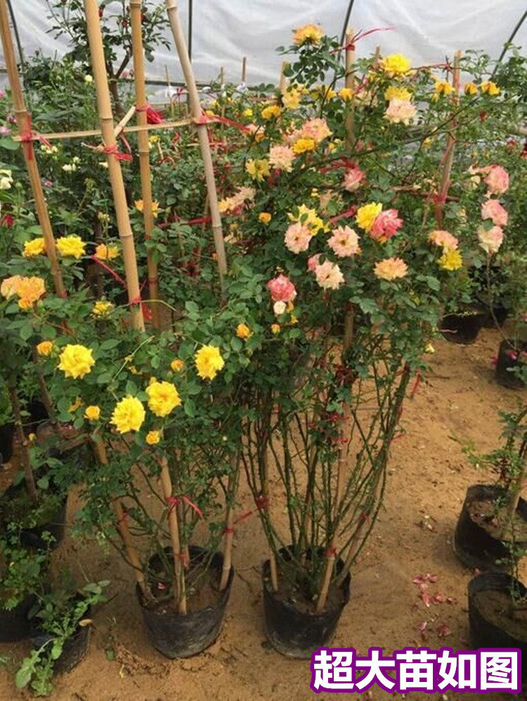 藤彩虹月季_藤宝贝月季_尼卡月季-圈子花园图片