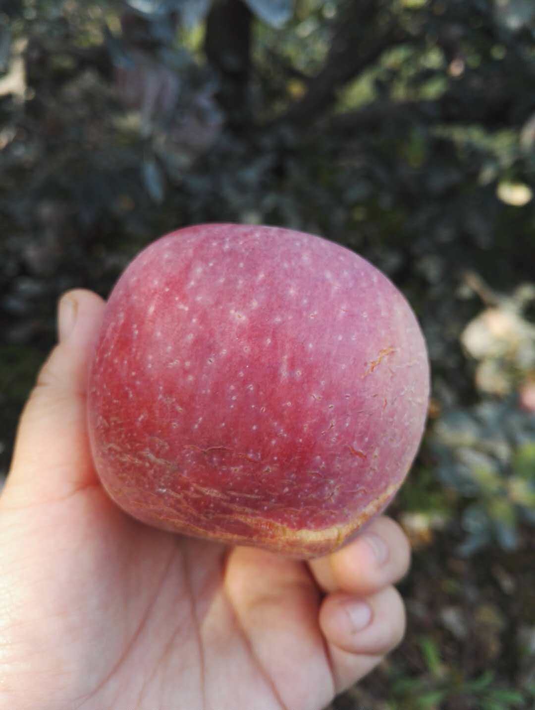 2017山东冰糖心秀水苹果  孕妇宝宝水果 脆甜多汁  原生态促销5斤