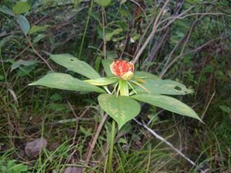 云南野生七叶重楼草河车滇重楼七叶一枝花独脚莲 50克 非四叶重楼