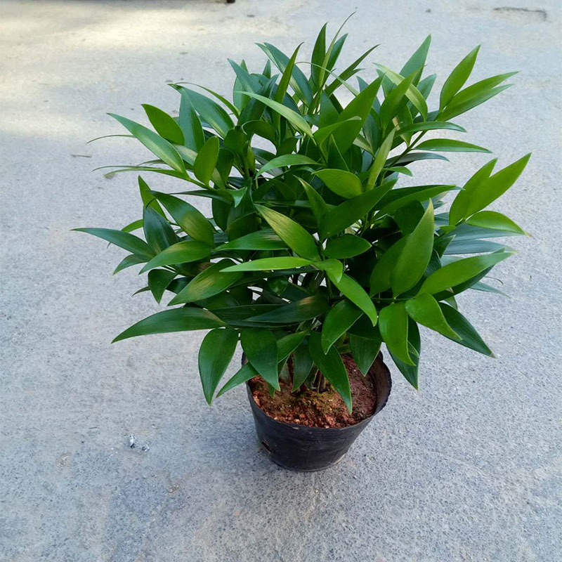 竹柏四季常青观叶植物办公桌阳台室内绿植盆栽净化空气吸甲醛包邮_7折